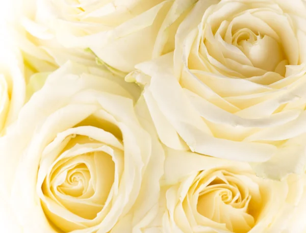 Natural tint yellow roses background — Stock Photo, Image