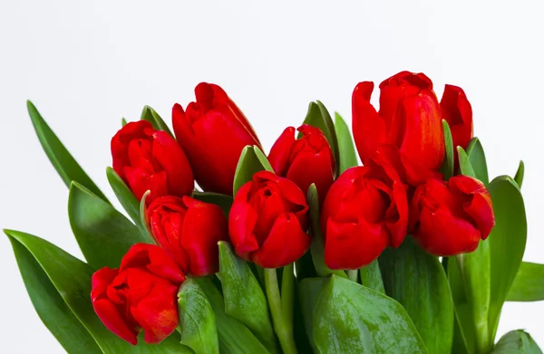 Belo buquê de tulipas. — Fotografia de Stock