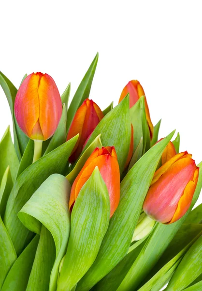 Piękny bukiet tulipanów. — Zdjęcie stockowe