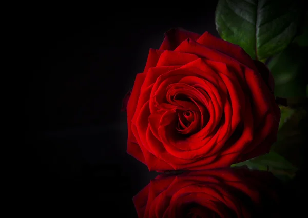 Natural red roses background — Stock Photo, Image