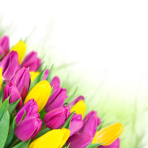 Beautiful bouquet of tulips. — Stock Photo, Image