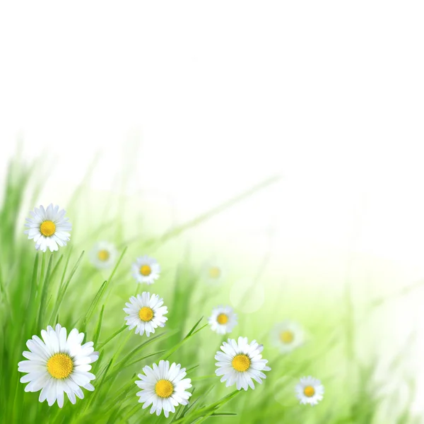 Yeşil çim ve chamomiles — Stok fotoğraf