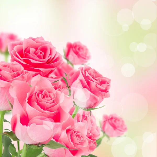 Natural pink roses background — Stock Photo, Image