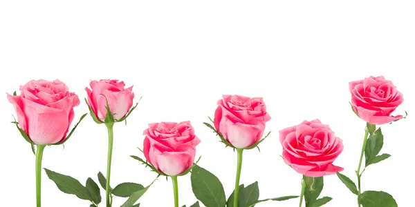 Natural pink roses background — Stock Photo, Image