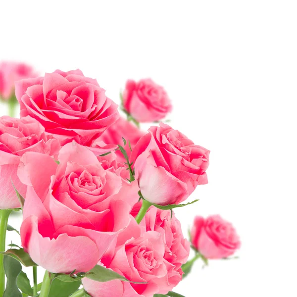 Natürliche rosa Rosen Hintergrund — Stockfoto