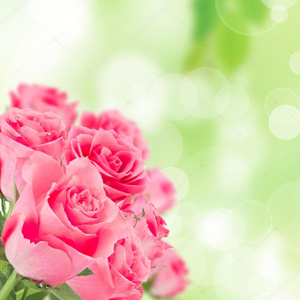 Natural pink roses background