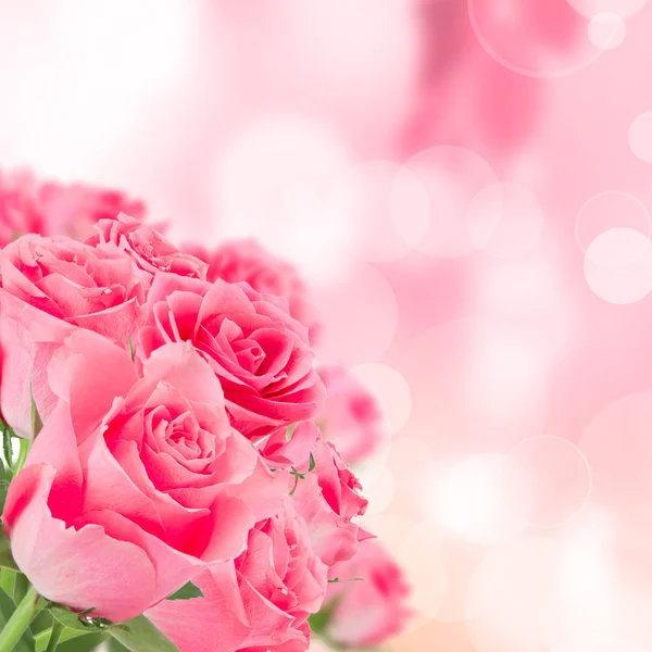 Natürliche rosa Rosen Hintergrund — Stockfoto