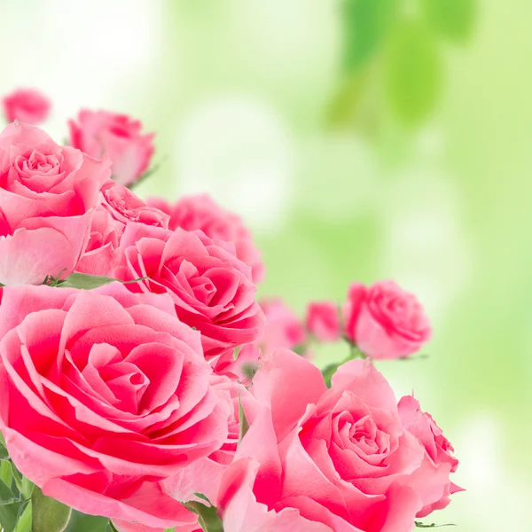 Φυσικά τριαντάφυλλα ροζ φόντο — Φωτογραφία Αρχείου
