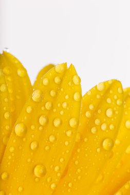 renkli gerber çiçek