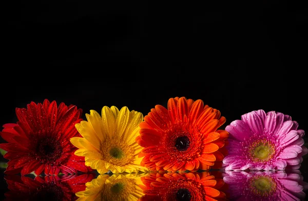 Gekleurde gerber bloemen — Stockfoto