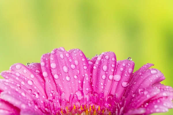 Flor gerber coloreada — Foto de Stock