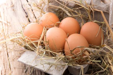 tavuk yumurta kağıt sepeti