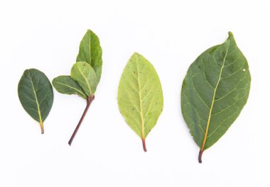 aromatik defne yaprağı