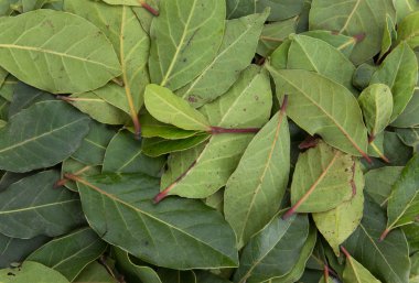 aromatik defne yaprağı