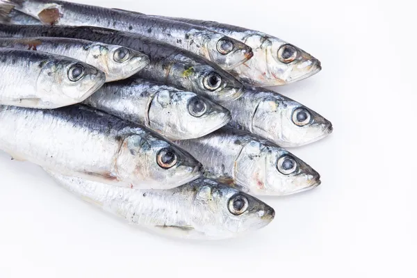 Sardinas frescas crudas — Foto de Stock