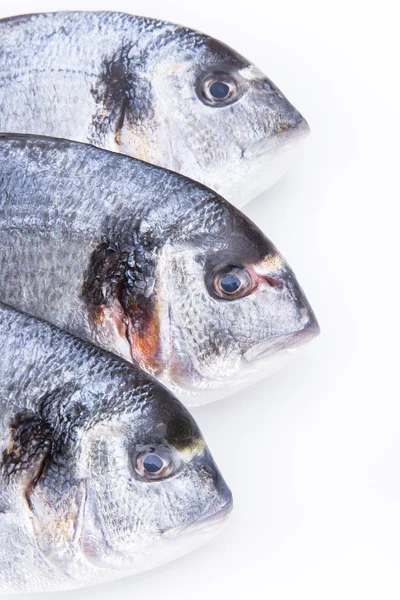 Fresh Dorado fishes — Stock Photo, Image