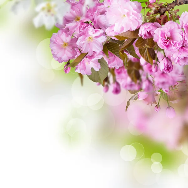 Spring blossoms background — Stock Photo, Image