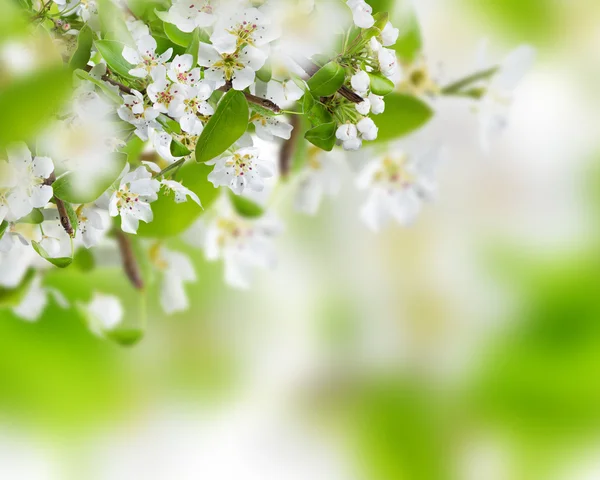 Spring blossoms background — Stock Photo, Image