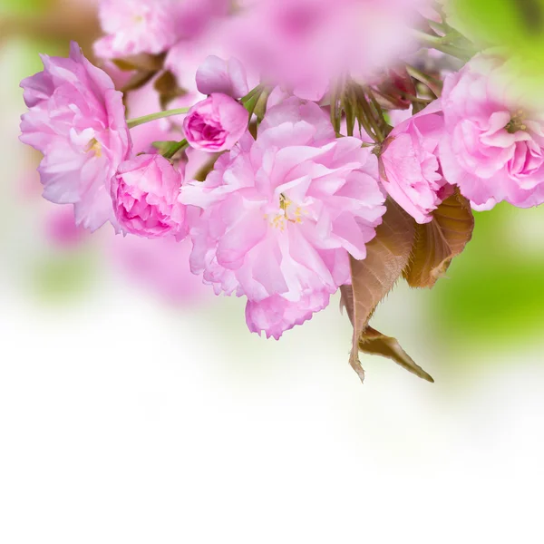 春の花の背景 — ストック写真