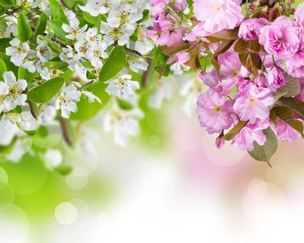 Våren blommar bakgrund — Stockfoto