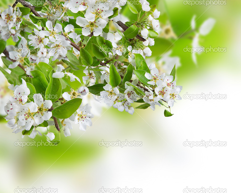 Spring blossoms background