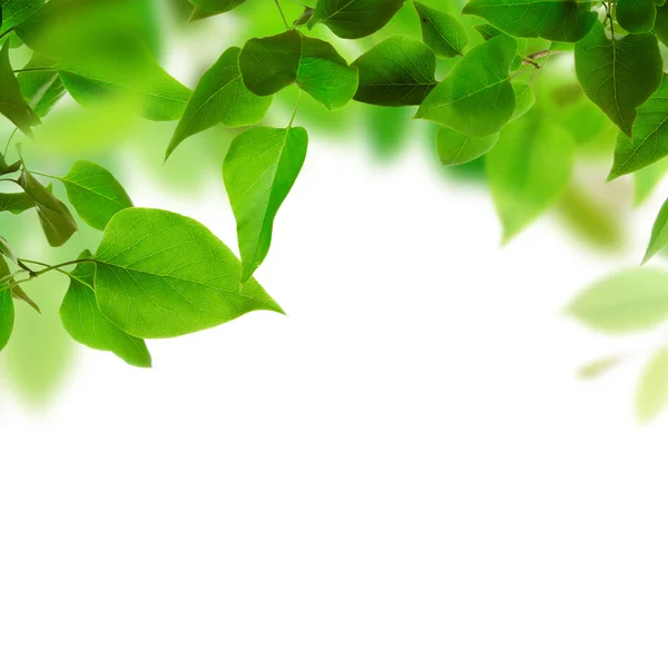 Gröna blad bakgrund — Stockfoto