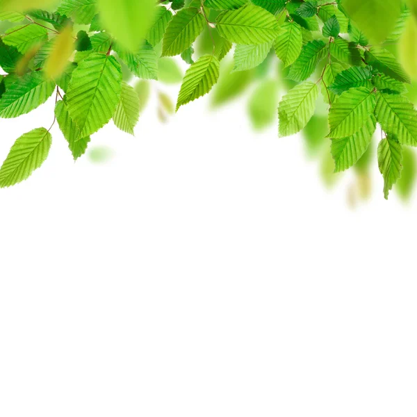 Green leaves — Stock Photo, Image