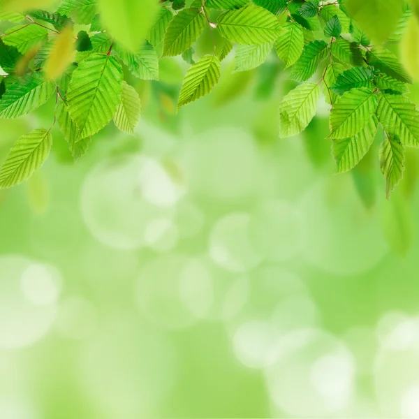 Hojas verdes — Foto de Stock