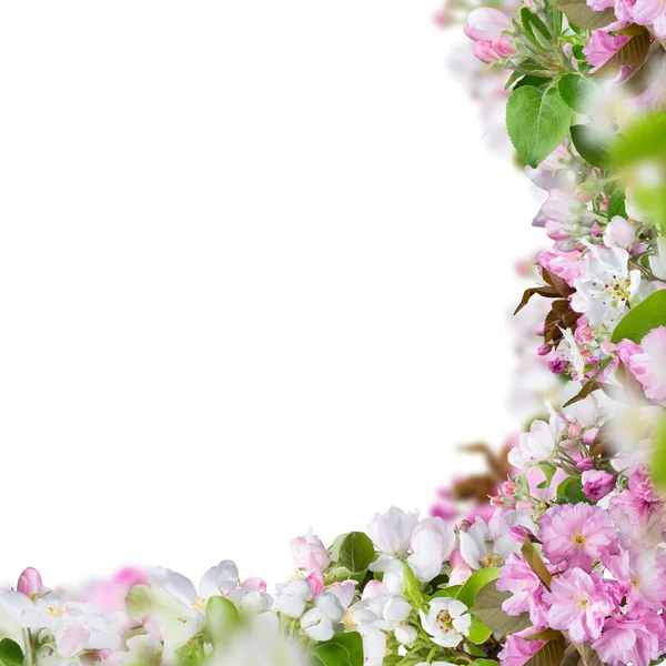 Forår blomster baggrund - Stock-foto