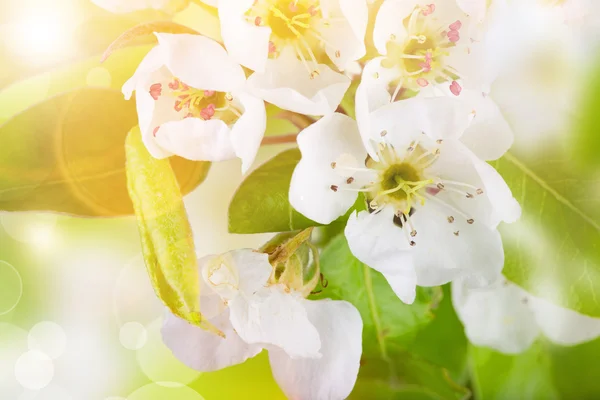 Fiori di primavera, primo piano — Foto Stock
