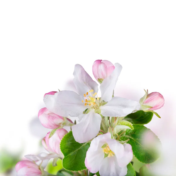 Spring blossoms background — Stock Photo, Image