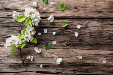 arka plan bahar çiçekleri