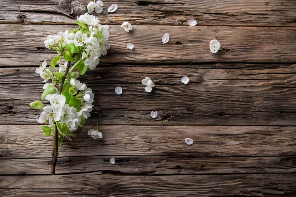 Våren blommar bakgrund — Stockfoto