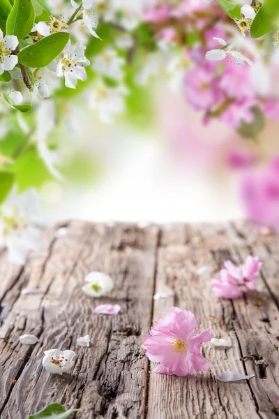 Spring blossoms background — Stock Photo, Image