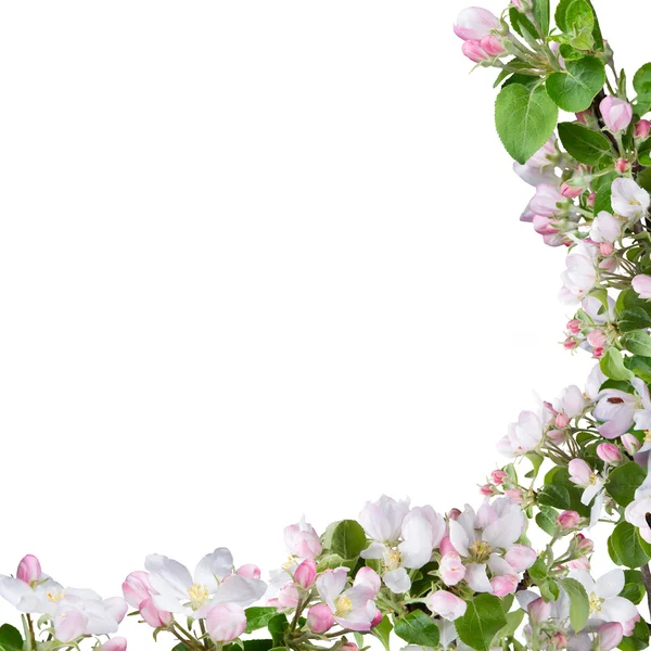 Primavera flores fundo — Fotografia de Stock