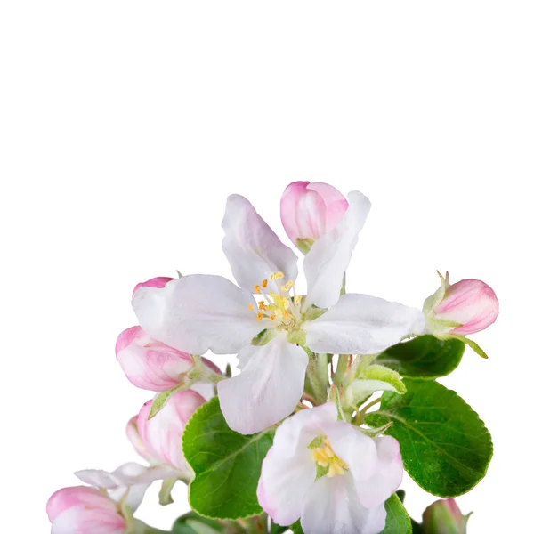 Spring blossoms background — Stock Photo, Image