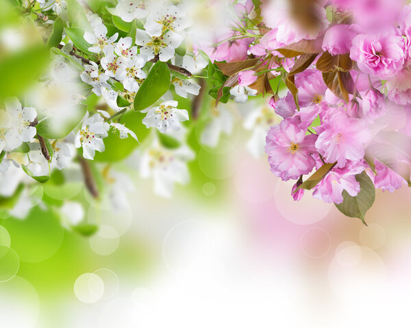 Spring blossoms background
