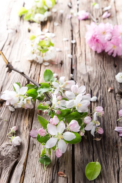 Voorjaar bloeit achtergrond — Stockfoto
