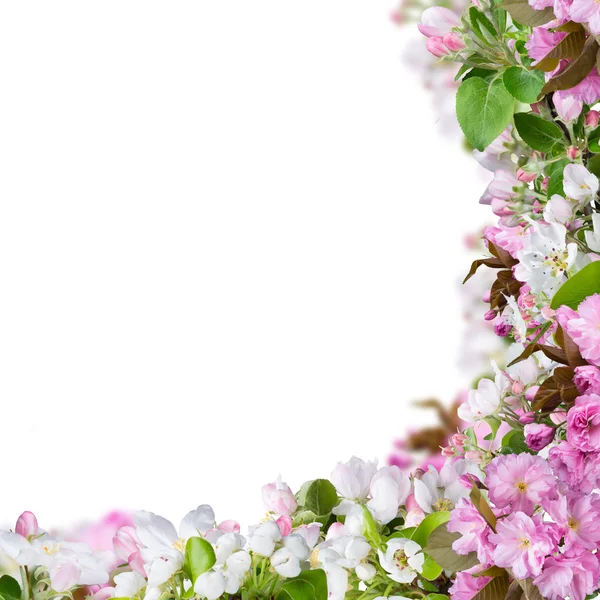 Flores de primavera, close-up — Fotografia de Stock