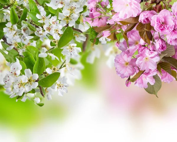 Våren blommar, närbild — Stockfoto