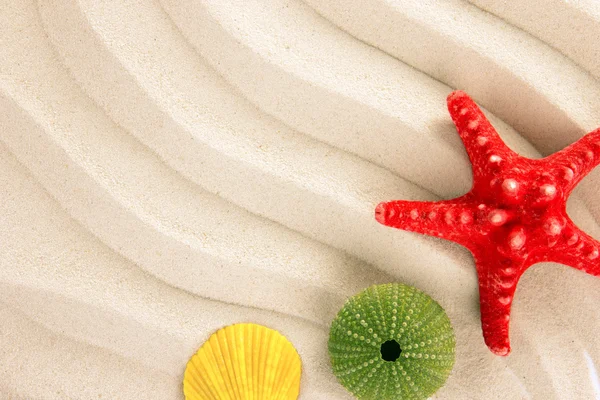 Conchas de mar y estrellas de mar con arena — Foto de Stock