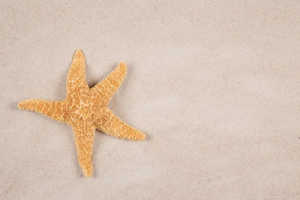 Conchas do mar na areia — Fotografia de Stock