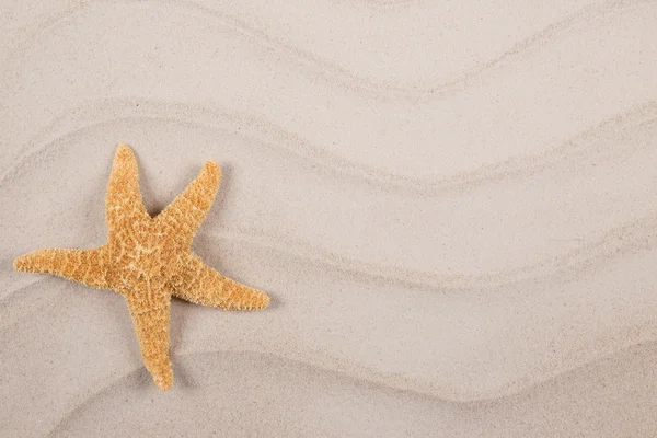 Snäckskal på sand — Stockfoto