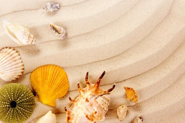 Muscheln auf Sand — Stockfoto