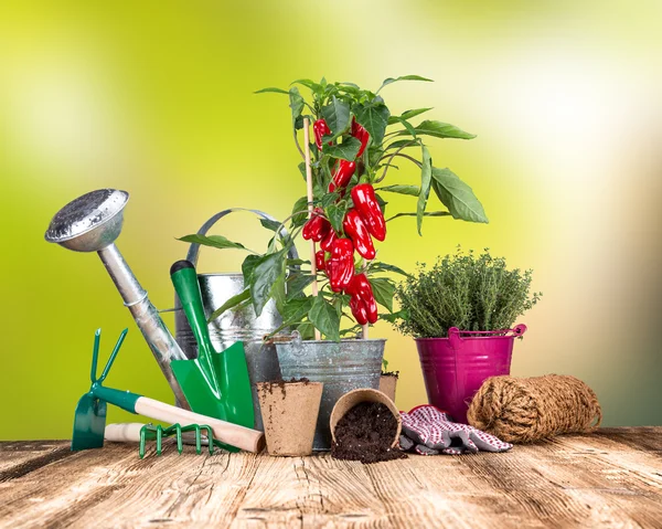 Garden tools on wooden table — Stock Photo, Image