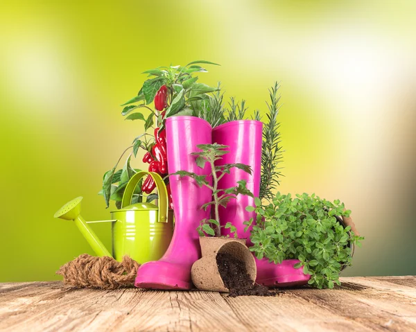 Garden tools on wooden table — Stock Photo, Image