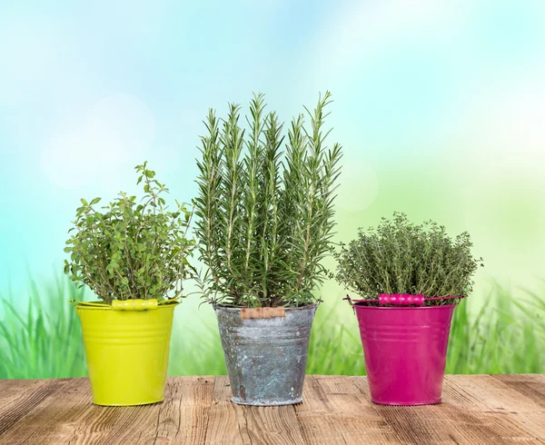 Fresh herbs on wooden table — Stock Photo, Image