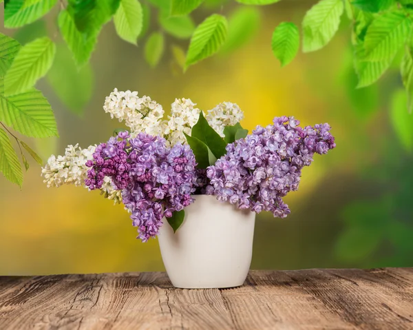 Syringa vulgaris — Stockfoto