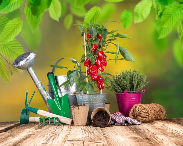 Herramientas de jardinería al aire libre y hierbas . — Foto de Stock