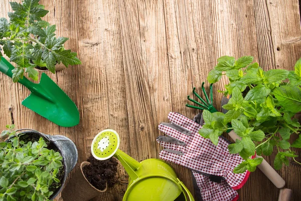 Outdoor gardening tools and herbs. — Stock Photo, Image